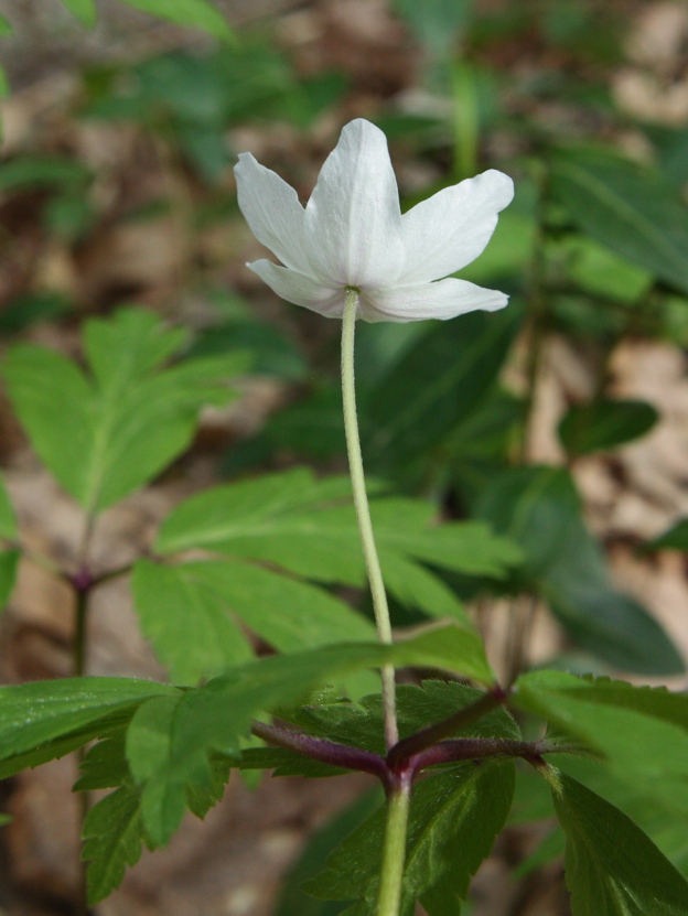 Anemone nemorosa